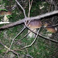 Cèpes en forêt de Lajo