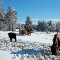 Les bisons d'europe