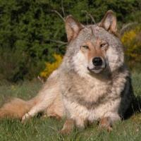 le loup gris