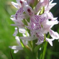 Orchis tacheté