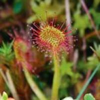 La drosera